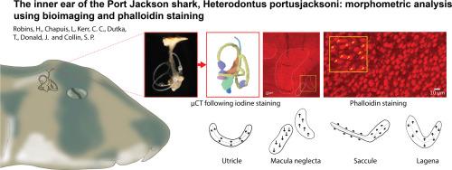 The inner ear of the Port Jackson shark, Heterodontus portusjacksoni: morphometric analysis using bioimaging and phalloidin staining