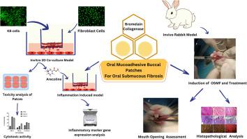 Mucoadhesive drug delivery system for oral submucous fibrosis in three-dimensional multicellular and in vivo models: novel approach towards translational therapeutics