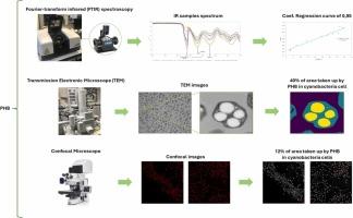 PHB in cyanobacteria: analyzing production through images processing and FT-IR techniques.