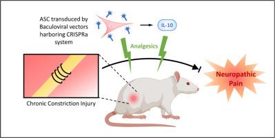 Neuropathic pain attenuation by adipose-derived stem cells engineered with RNA-guided gene activation