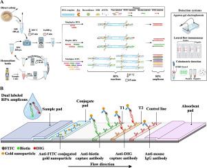 Development of multiplex recombinase polymerase amplification for the rapid detection of five carbapenemase (blaKPC, blaNDM, blaOXA-48-like, blaIMP, and blaVIM) and 10 mcr (mcr-1 to mcr-10) genes in blood cultures