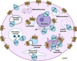 A structural perspective of transmembrane transport of zinc by ZnT and ZIP transporters