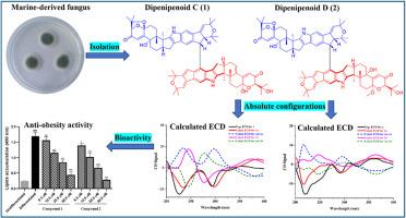 Dipenipenoids C and D, new dimeric indole-diterpenoids from the marine-derived fungus Penicillium sp. CF-06