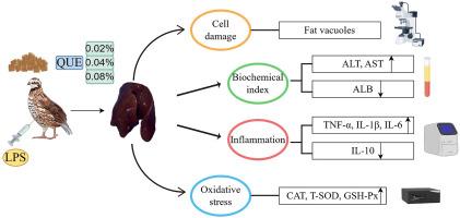 Protective effects of quercetin on LPS-induced liver injury in quails