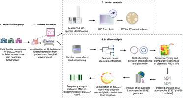 Characterisation of Citrobacter freundii and Enterobacter cloacae complex isolates co-carrying blaNDM-1 and mcr-9 from three hospitals