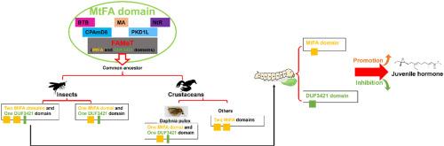 The evolutionary history of the Methyltransf_FA domain and its role in JH signal in silkworm, Bombyx mori