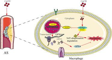 Subchronic exposure to CeCl3 promotes macrophage ferroptosis and atherosclerotic plaque formation by inhibiting the Keap1/Nrf2/GPX4 pathway