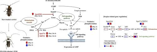 Beauveria bassiana ERL836-mediated suppression of oxidative phosphorylation and immune response in fat body of Japanese pine sawyer beetle