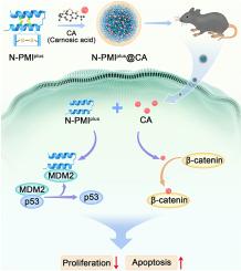 Dual-targeted N-PMIplus@CA nanoplatform for concurrent MDM2 and β-catenin inhibition in p53 wild-type lung adenocarcinoma