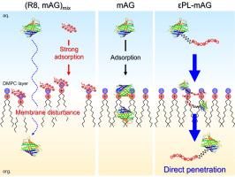 Spectroelectrochemical analysis of membrane permeation mechanisms of cell-penetrating peptide-modified fluorescent proteins