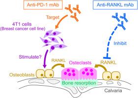 Effects of anti-RANKL and anti-PD-1 antibodies on cancer-induced osteolysis in mice