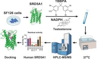 Significant enhancement of inhibitory strength of bisphenol A analogs against human and rat 5α-reductase 1 upon halogenation of the benzene ring: Potentially disrupting neurosteroid biosynthesis