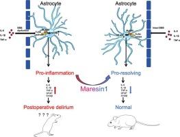 Maresin1 improves postoperative delirium-like behavior in mice with tibial fractures by inhibiting the TLR4/MyD88/NF-kB pathway