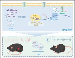 TNF-α-preconditioning enhances analgesic efficacy of mesenchymal stem cell-derived extracellular vesicle in neuropathic pain via miR-101b-3p targeting Nav1.6