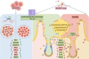 Therapeutic effects of Lacticaseibacillus paracasei PC-H1 in alleviating colitis through restoring intestinal barrier and regulating gut microbiota