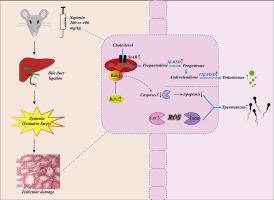 Effects of saponin on testes oxidative stress, apoptosis, and steroid hormone synthesis pathway in bile duct ligation model of obstructive cholestasis in male Wistar rats