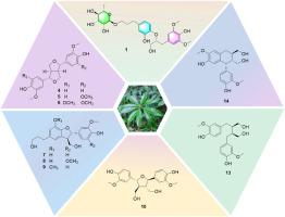 Lignans from the leaves of Pieris formosa and their chemotaxonomic significance