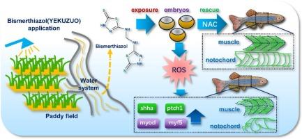 Acute toxicity effects of rice paddy bactericide bismerthiazol on zebrafish (Danio rerio) embryos