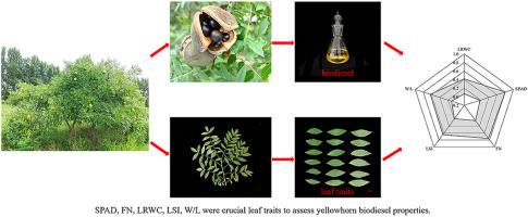 Optimizing woody oil biodiesel production in yellowhorn via phenotypic marker development: a study of trait–index associations and germplasm screening
