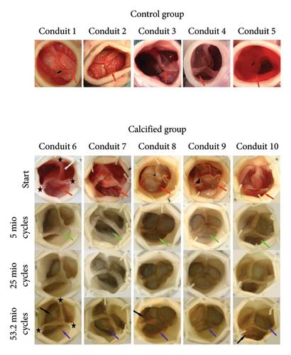 New Reproducible Porcine Aortic Root Calcification Model: An Ex Vivo Study Under Dynamic Conditions