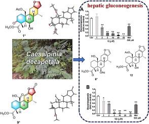 Cassane diterpenoids with hepatic gluconeogenesis inhibitory activity from the seeds of Caesalpinia decapetala (Roth) Alston