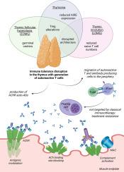 Myasthenia gravis with antibodies against the AChR, current knowledge on pathophysiology and an update on treatment strategies with special focus on targeting plasma cells