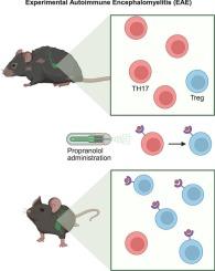 Beta adrenergic signaling as a therapeutic target for autoimmunity