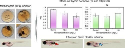 Effects of methimazole on the thyroid hormone system in Japanese medaka (Oryzias latipes) larvae