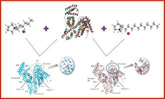 A comparative spectroscopic and computational insight on the interaction of short and long chain pyrrolidinium based ionic liquids with bovine serum albumin