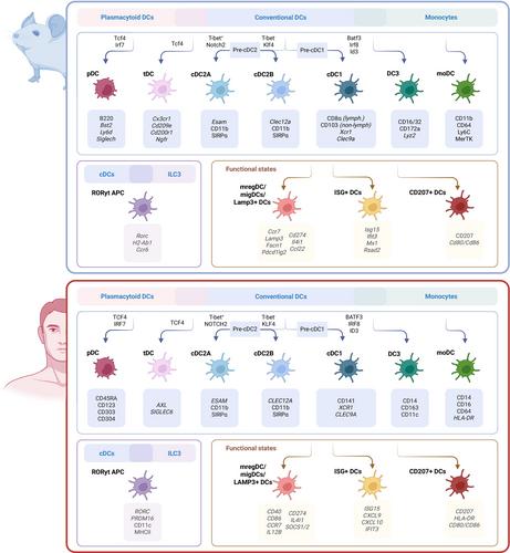 Rewriting the dendritic cell code in cancer—from subset identity to immunotherapeutic design