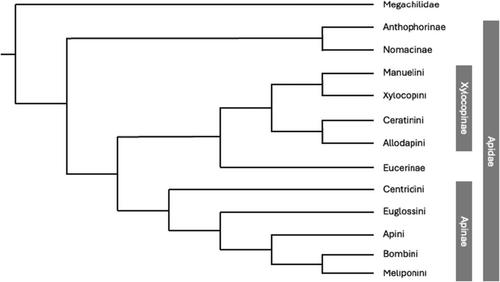 Microbial Evolution in Allodapine Bees: Perspectives From Trophallactic, Socially Plastic Pollinators