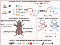 Vitamin K2 reprograms the multi-organ transcriptional landscape in mice with high-fat diet-induced obesity†