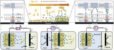 Rational design of direct and indirect electron transfer pathways to engineer efficient electroactive Escherichia coli for green bioelectrochemical system applications†