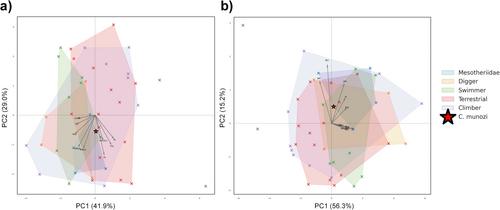 Morphofunctional Space of the Forelimb in Caraguatypotherium munozi (Notoungulata; Mesotheriidae): Insights Into Wrist-Powered Digging