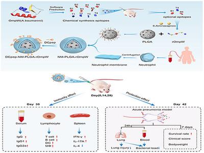 Immunogenicity-Guided Design of an Acinetobacter baumanii Vaccine