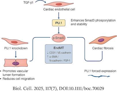 PU.1 Facilitates Endothelial-to-Mesenchymal Transition in Cardiac Endothelial Cells