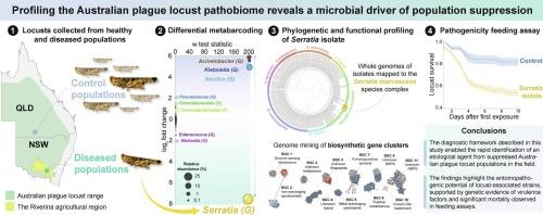 Molecular profiling of the Australian plague locust pathobiome reveals a microbial driver of population suppression
