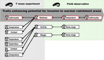 Boldness associated with higher erythrocyte levels and a preference for higher temperatures can support the spread of European catfish to novel and warmer ecosystems
