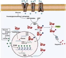 O-GlcNAcylation of YBX1 drives a glycolysis-histone lactylation feedback loop in hepatocellular carcinoma