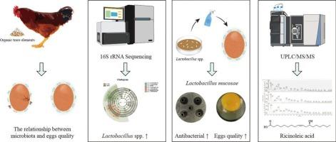 Lactobacillus mucosae isolated from eggshell surfaces improves egg quality and extends egg shelf life