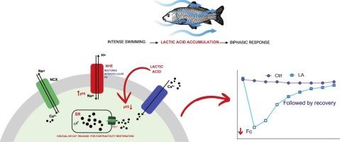 A mechanistic investigation of the effects of lactic acidosis on myocardial contractility in the Neotropical fast-swimming freshwater fish Brycon amazonicus