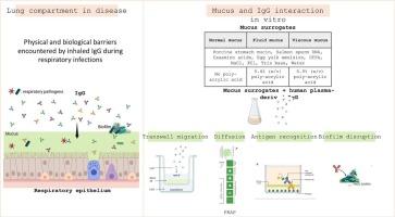 Exploring airway biological barriers: Implications for IgG-based therapeutics in respiratory infections