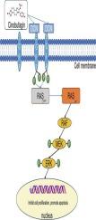 Exploring the mechanism of cinobufagin on gastric cancer based on proteomics, molecular dynamics, in vitro and in vivo experiment