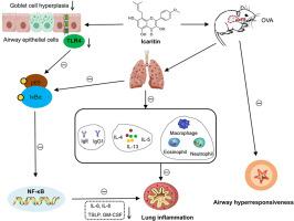 Icaritin protects against airway inflammation by inhibiting the TLR4/NF-κB pathway in vivo and in vitro
