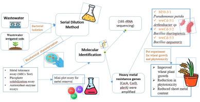 Heavy metals removal and reduction of heavy metal phytotoxicity by Arthrobacter, Bacillus, and Pseudomonas strains harboring genes encoding metal resistance