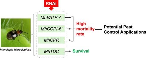 Functional characterization of RNAi candidate target genes in Monolepta hieroglyphica (Motschulsky) for potential pest control applications