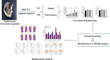 Comparative proteomic analysis of Fujian oyster (Crassostrea angulata) with different cadmium accumulation capabilities