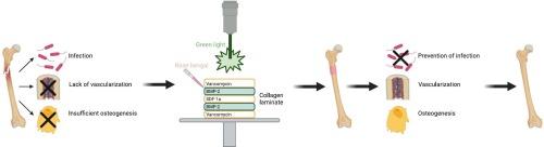 Scalable multi-layer collagen laminates for regenerative medicine