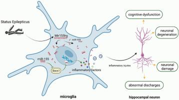 LncRNA Mir155hg contributes to hippocampal injury in status epilepticus rats through miR-155/Socs1/NF-κΒ signaling axis