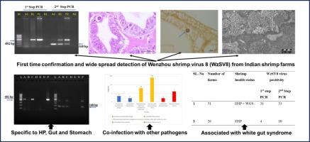 Widespread detection of Wenzhou shrimp virus 8 (WzSV8) and it’s implication in cultured shrimp (Penaeus vannamei) farms of India